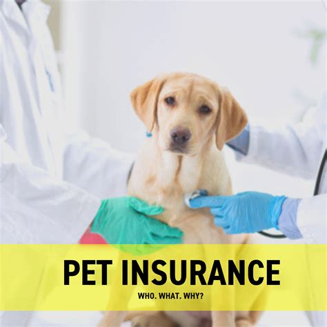 pet insurance with free gift